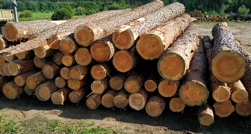 Лес-кругляк: ель, сосна.